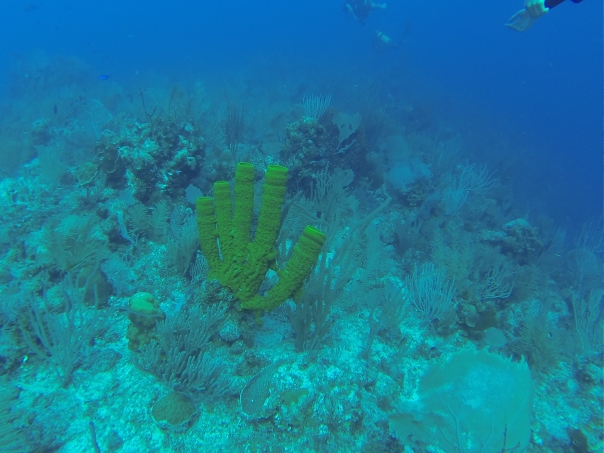 Hi-five coral!