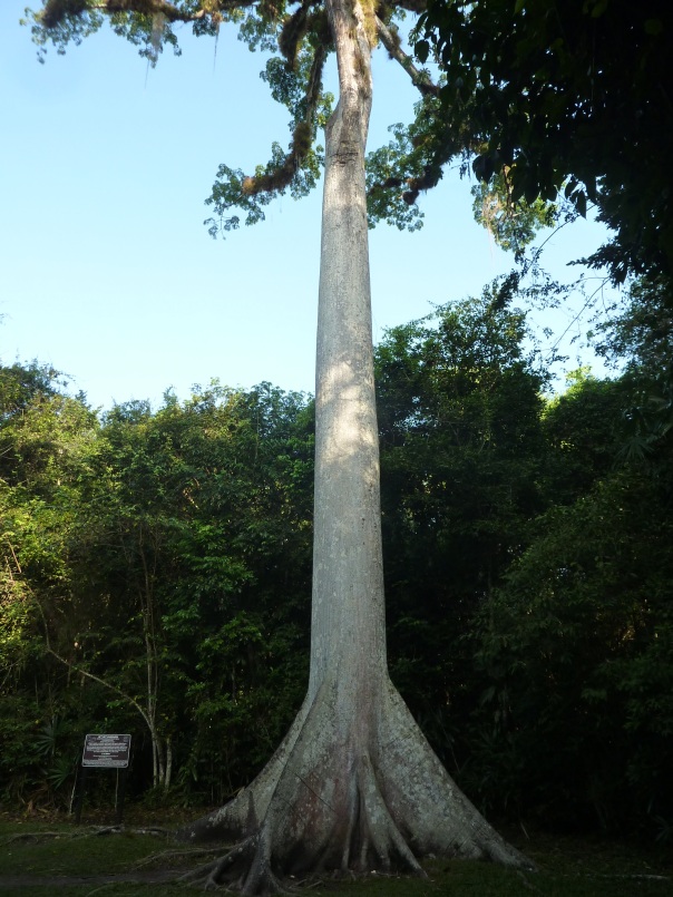 The Ceiba tree is the only in the world which roots mark the 4 cardinal points.