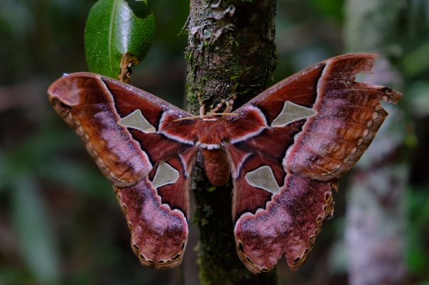moth - mirador
