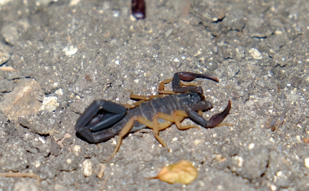 scorpion tintal