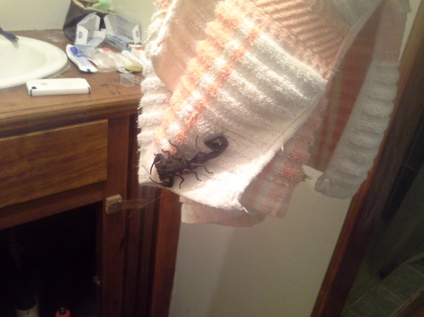 Sal found this little surprise on her towel (hanging on the rack) one night