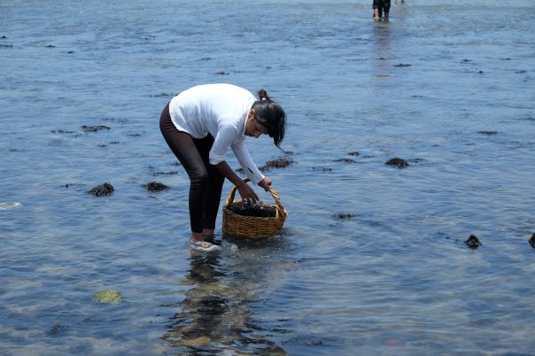 A local hand-picking seaweed