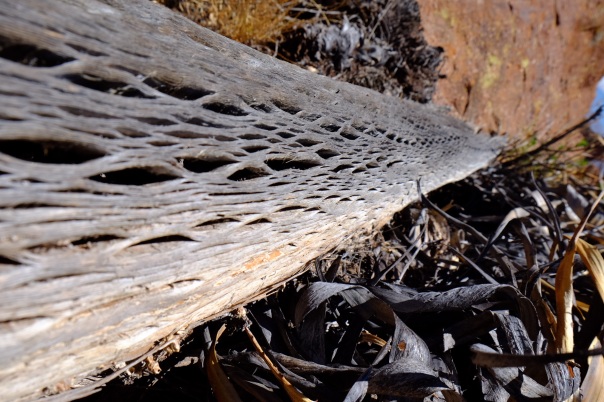 Wooden core of a dead Cardon Cactus