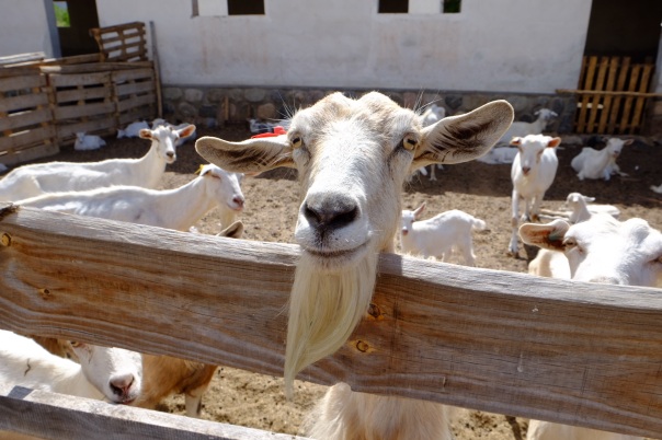 Goat farm - apparently the goats enjoy Mozart and give more milk when it's played at milking time.