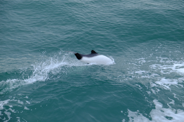 Commerson's Dolphins played in the ferry's bow waves.