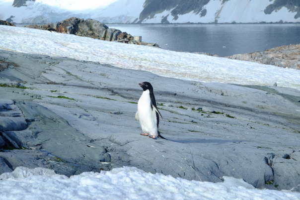 Adelie penguin by itself... the gentoos are taking over