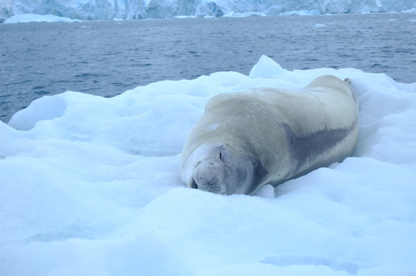 Crabeater seal napping on an iceberg