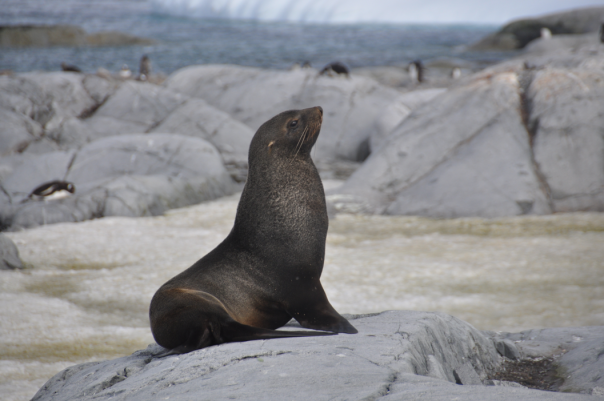 Fur seal posing for the photo