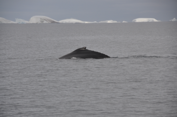 Humpback or Minky whale? still finding it hard to figure out