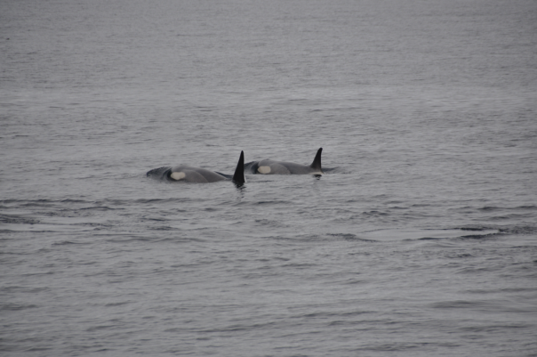 Orcas - only 2 out of the 7-8 members of the family