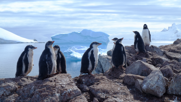 Penguin colony by Gonzalez Videla base